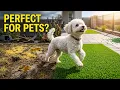 Artificial Turf vs Real Grass for Dogs Which Actually Works