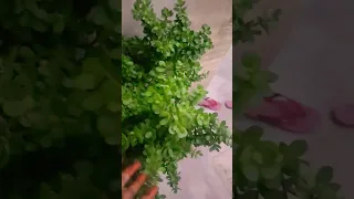 Fascinating Facts About Jade Plants