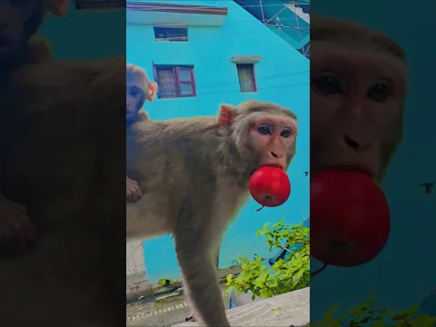 bandar ki pith par bandar #monkey #monkeyvideo #bandar
