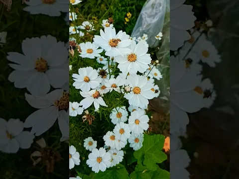 Garden Cosmos vs Summer Cosmos