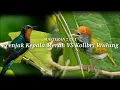 Download Lagu MASTERAN 2 IN 1 Prenjak Kepala Merah VS Kolibri Wulung