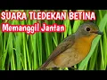 Download Lagu TLEDEKAN BETINA MEMANGGIL JANTAN AMPUH