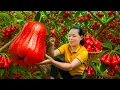 Download Lagu Harvest Red Whip fruit to sell at the market - Take care of Pets with Huong
