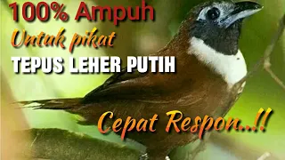 Download Suara Pikat Tepus Leher Putih 100% Ampuh MP3