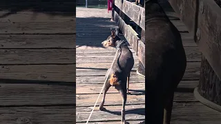 #fyp #dream #youtube #doberman #pets