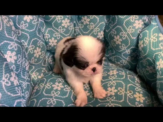 動画
