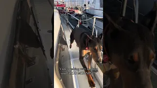 GOOD MORNING!! #fyp #vlog #sailing #pets #doberman