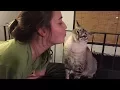 FUNNY Cats Hate being Kissed Lovely Actions and Humor Emotions