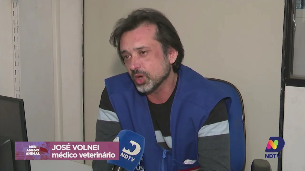 Meu Amigo Animal: columbofilia, a arte da criação de pombos-correio, considerados "heróis de guerra"