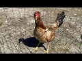 llegaron Un Par de gallinas Asil y Kelso y una Rhode Island