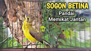 Download SOGON BETINA PIKAT AMPUH PANDAI MEMIKAT SOGON JANTAN MP3