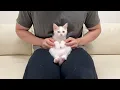 Lagu 【ご報告】保護した子猫の里親にまさかの人が立候補してくれました。