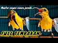 Download Lagu Sogon gacor full isian tembakan untuk masteran sogon bahan