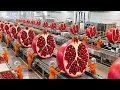 Lagu Inside the Largest U.S. Factory: How Pomegranate Becomes Premium Snacks ( Full Process )