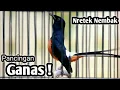 Lagu MURAI BATU GACOR FULL ISIAN TEMBAKAN KASAR AMPUH MEMANCING EMOSI MURAI BATU LAWAN LANGSUNG GACOR