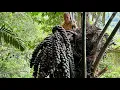 Download Lagu Harvest Giant Fruit, Beans Goes To Market Sell - Farm Life In The Forest