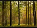 Northcape - A Part of The Forest