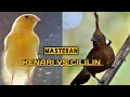 Download Lagu 1 JAM SUARA BURUNG KENARI VS CILILIN