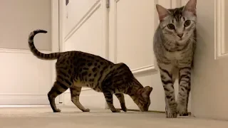 Cats Sneak Out