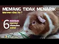 Download Lagu KELEBIHAN MARMUT HIAS DIBANDING KELINCI I Pemula Wajib Tahu