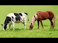 Horse and cow cross Unbelievable