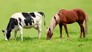 Horse and cow cross Unbelievable