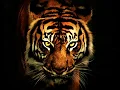 Download Lagu Survivor - Eye Of The Tiger