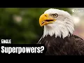 Eagle Behavior 101 Everything You Need to Know