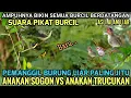 Lagu Suara anakan sogon vs anakan trucukan asli alam liar ampuh buat pikat 
