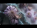 Jos & Eli - I Can See (Official Visualiser)