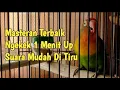 Download Lagu Masteran suara lovebird ngetik lanjut ngekek panjang... 1 menit up mantap suara mudah di rangsang