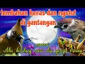 Download Lagu Cililin gereja tarung dan belalang emas 🔥🔥 tembakan keras dan ngotot