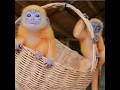 Download Lagu monkey kiss #animallife #animaleaten #animals #animalkilled #doglife #dogs #cat #rabbit #cuteanimal