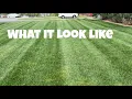 How is my GCI Turf and Lesco Tall Fescue doing in Spring of 2024 in the Transition Zone