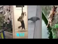 Funny Wee compilation wee Tiktok compilation funny cats cat meme Part 1