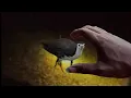 Download Lagu SERUAN MENANGKAP RUAK RUAK DENGAN TANGAN KOSONG DAN MENGUKUR DI TITIK MALAM YANG BERLIMPAH