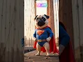 Lagu I am THE SuperPug #pug #cute #funny #shortsfeed #fyp #puppy