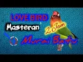 Lagu MASTERAN MURAI BATU LOVEBIRD NGEKEK JERNIH PANJANG 2 JAM