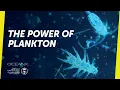 The Microscopic Creatures That Power The Ocean