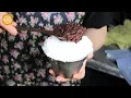서울 광장시장 │ 팥빙수 │ Patbingsu │ 한국 길거리 음식 │ Korean Street Food