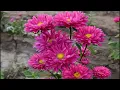 Download Lagu How to Grow Aster from Seed