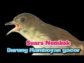 Lagu suara nembak burung flamboyan gacor 