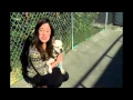 Rogue Valley Humane Society taking more Craigslist rescues