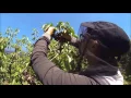 Cherry picking Australia