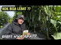 Download Lagu Benih mentimun hijau unggulan saat ini yang buahnya lebat, besar, berbobot dan tidak pahit