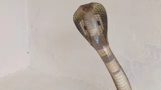 5feet Cobra Snake rescued in residential area | SnakeCatcher poviarasan | MrCobra | poviarasan