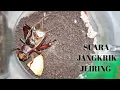 Download Lagu SUARA JANGKRIK SLIRING/JLIRING BIKIN HATI TENANG PADA MALAM HARI _ Battlesurvival official.