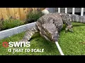 Meet Rex - the 18kg monitor lizard who lives with family-of-four and even goes out for walks SWNS