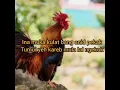 Download Lagu Lagu lunbawang /lundayeh.. NUBA LAYA '(2)...(Selutan Balang)