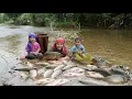 Lagu How to catch fish, trap giant river fish along with a small son to sell - Cooking food for piglets